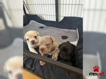 Ράτσα: Γαλλικό Μπουλντόγκ - Bulldog | Ηλικία: 2,5 μηνών | Φύλο: Θηλυκό | Αρ. Microchip: 8765498097 | Εκπαιδευμένο | Περιοχή: Πειραιάς, Αττική